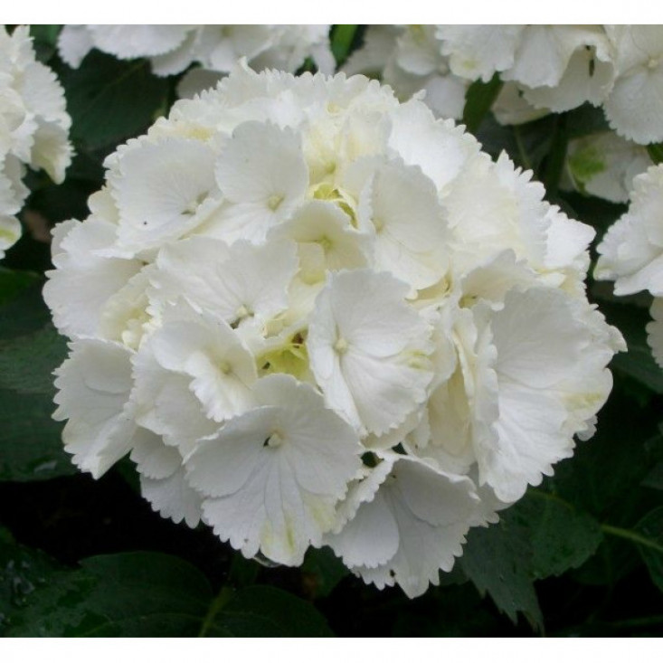 Гортензия White Wonder (крупнолистная) - шикарное цветение каждый год Гортензия White Wonder (крупнолистная) - шикарное цветение каждый год