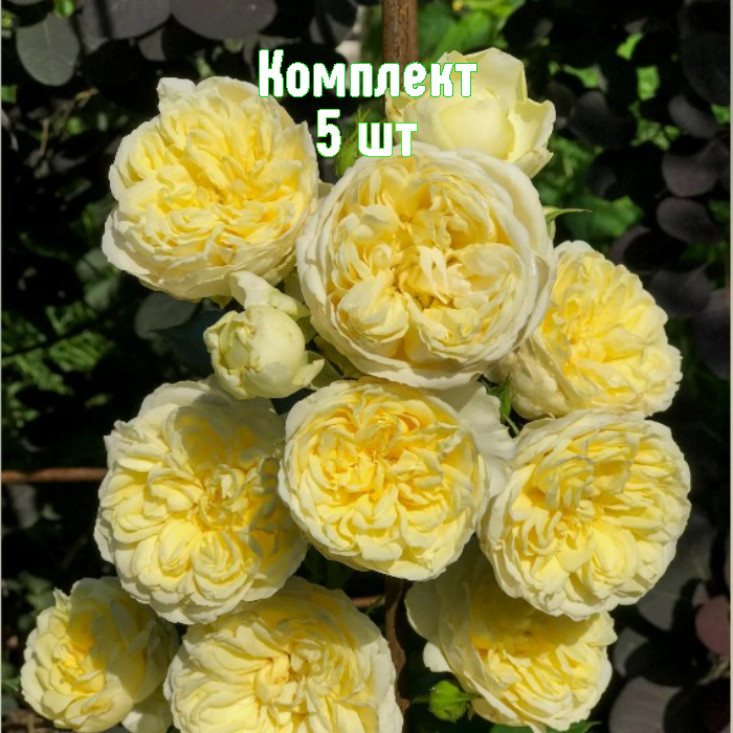 Комплект 5шт / Роза Пилигрим (английские) Комплект 5шт / Роза Пилигрим (английские)