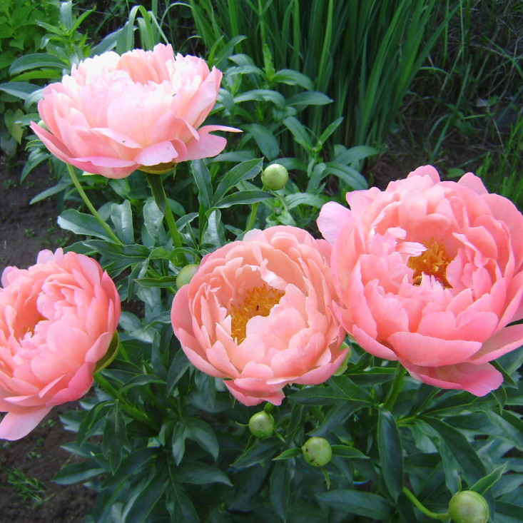 Пион Coral Charme (Корал чарм) - Красота и аромат в вашем саду Пион Coral Charme (Корал чарм) - Красота и аромат в вашем саду