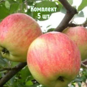 Саженцы Комплект 5шт / Яблоня Зимний Шафран